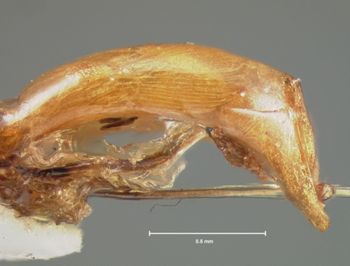 Media type: image;   Entomology 29043 Aspect: genitalia